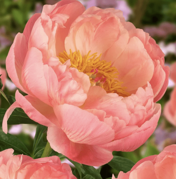 Peony - Coral Charm (gallon pot)